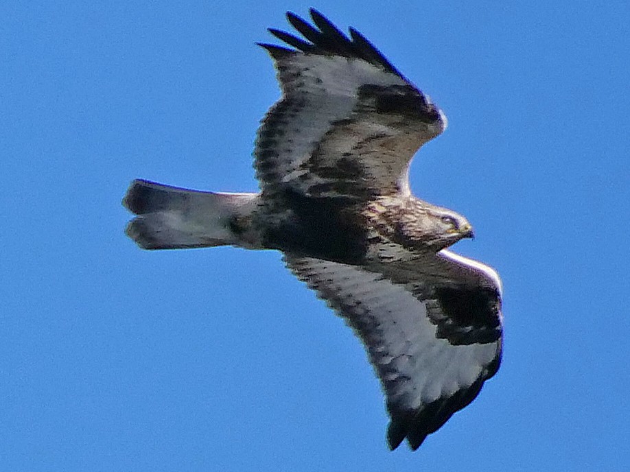 Rough-legged Hawk - ML119040901
