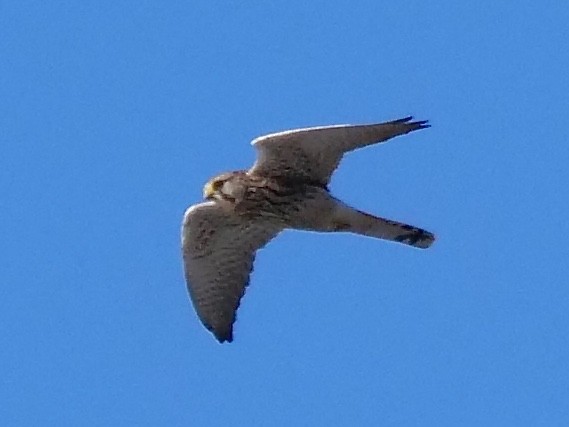Eurasian Kestrel - ML119040921