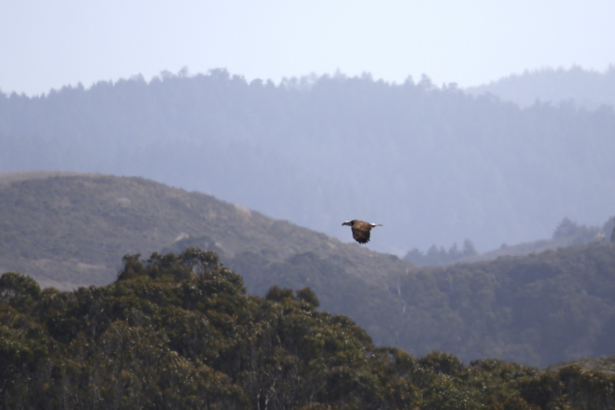 Bald Eagle - ML119043941