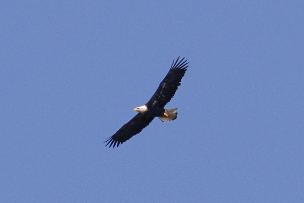 Bald Eagle - ML119043991