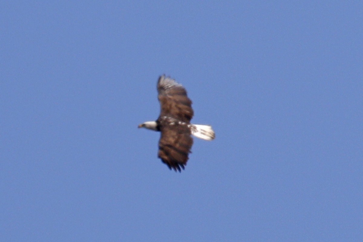 Bald Eagle - ML119044001