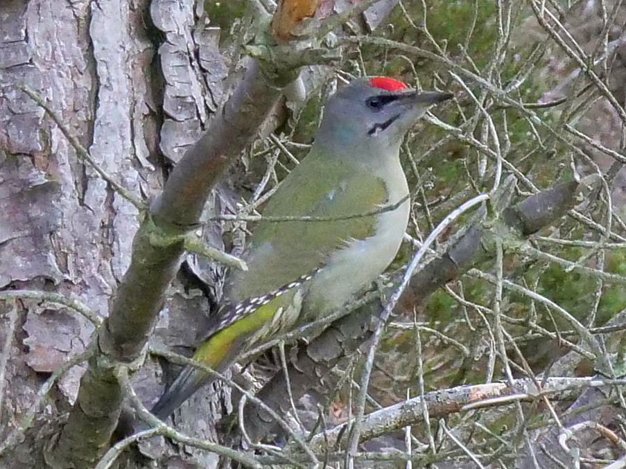 Gray-headed Woodpecker - ML119044571