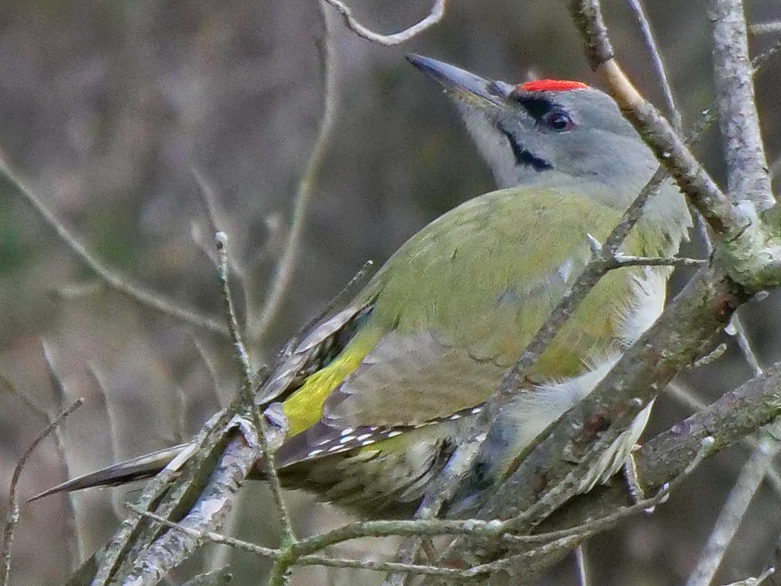 Gray-headed Woodpecker - ML119044581