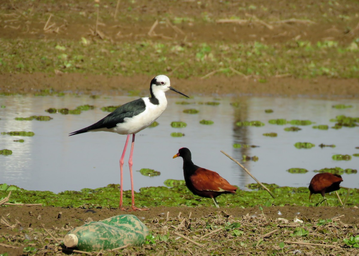 Black-necked Stilt (White-backed) - Arthur Gomes