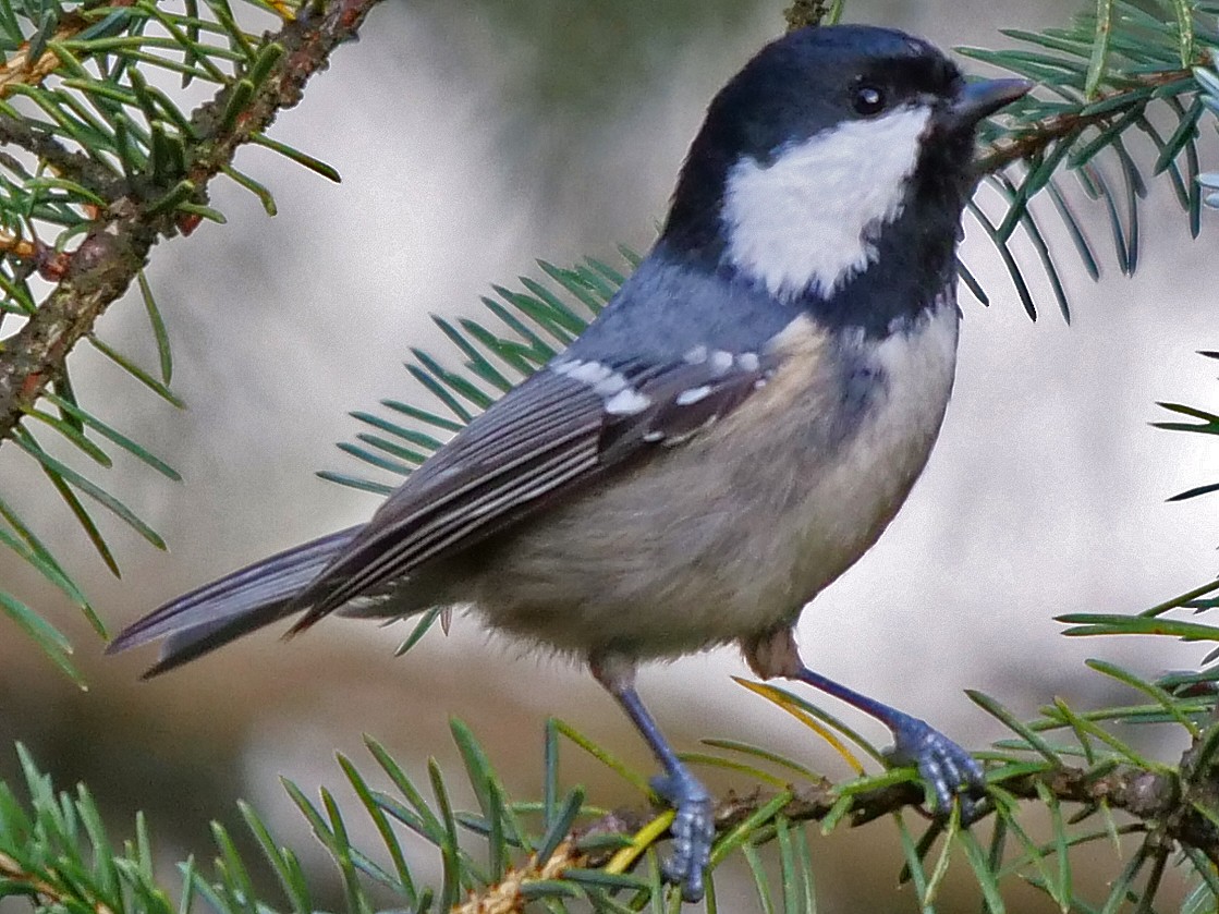 Coal Tit - ML119045321