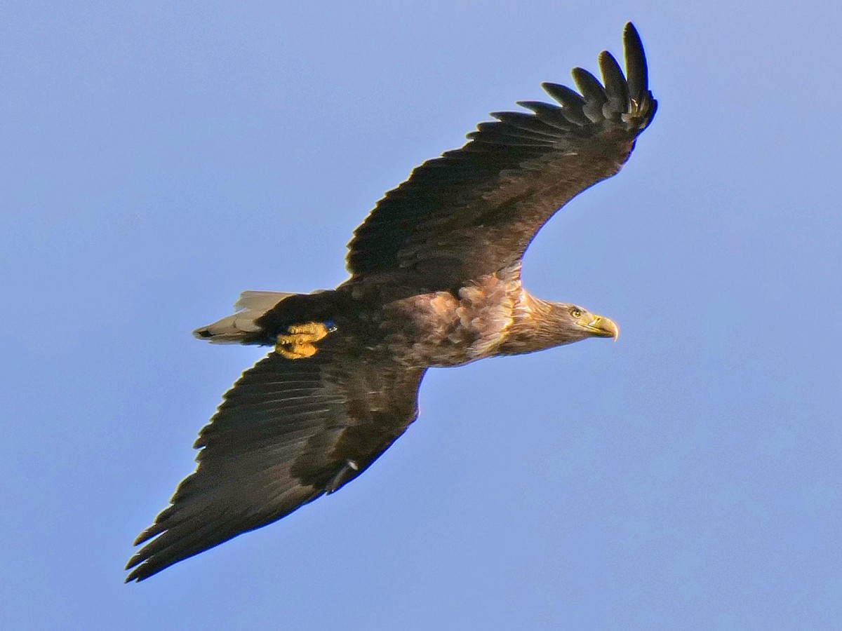White-tailed Eagle - ML119045381