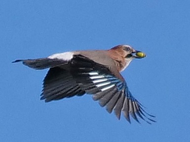 Eurasian Jay - ML119045491