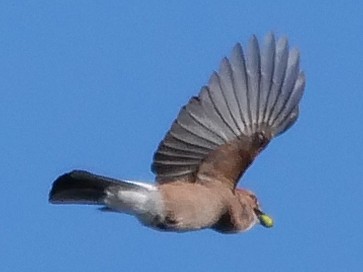 Eurasian Jay - ML119045501