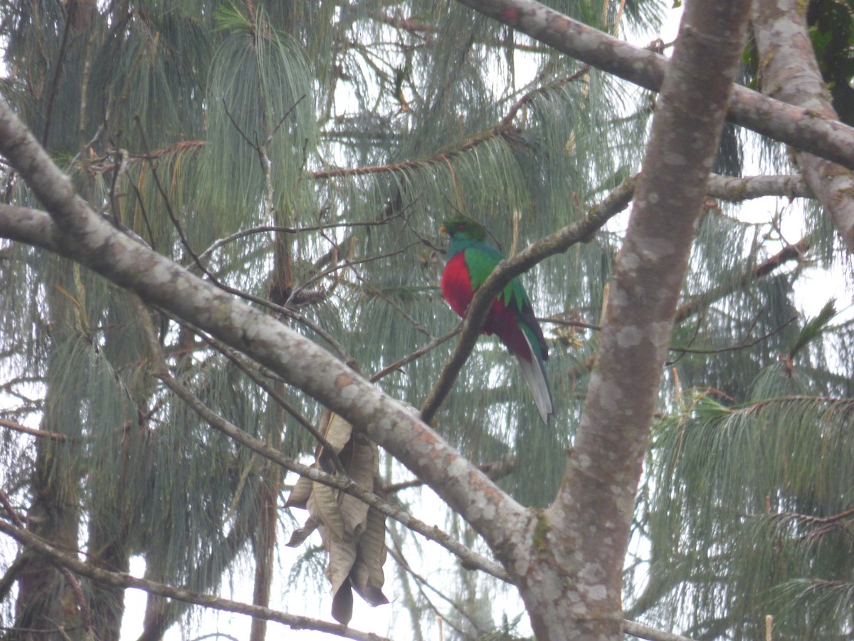 Crested Quetzal - ML119048501