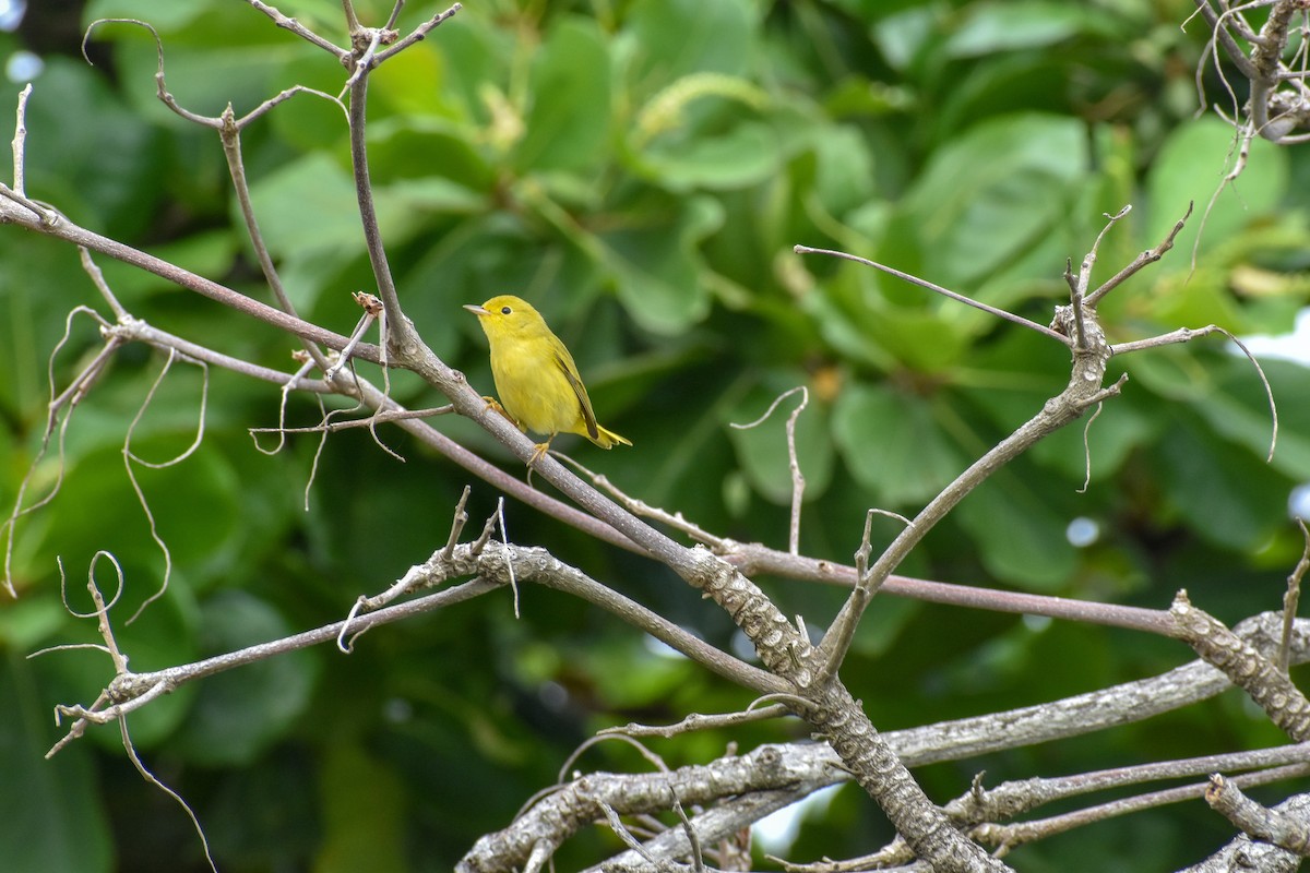 Northern/Mangrove Yellow Warbler - ML119048781