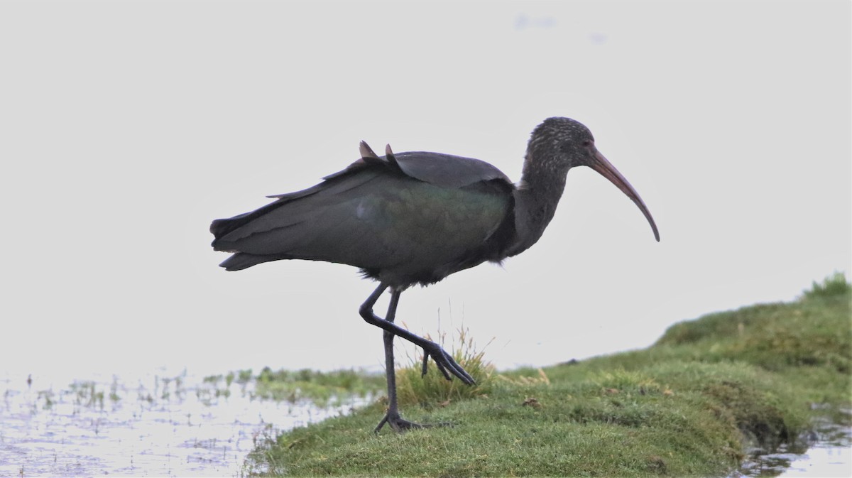 Puna Ibis - Jeff Tingle