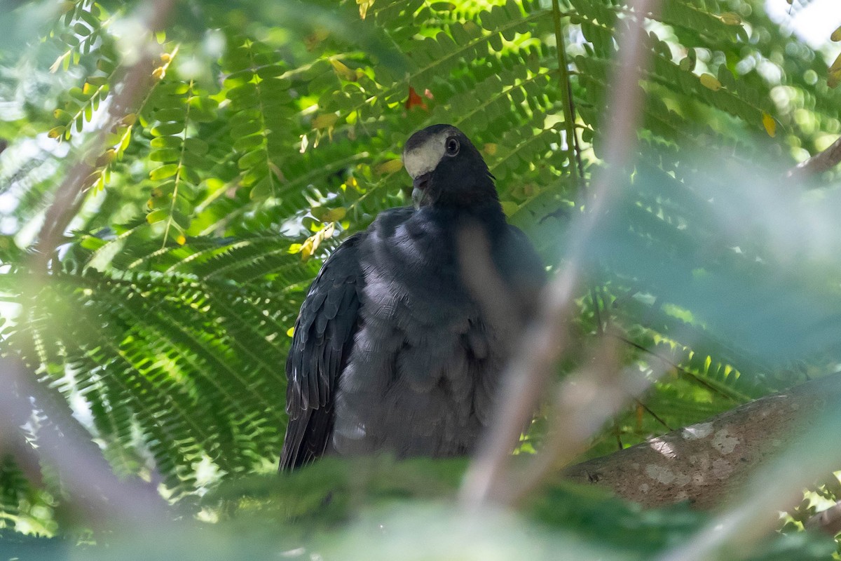 Pigeon à couronne blanche - ML119051551