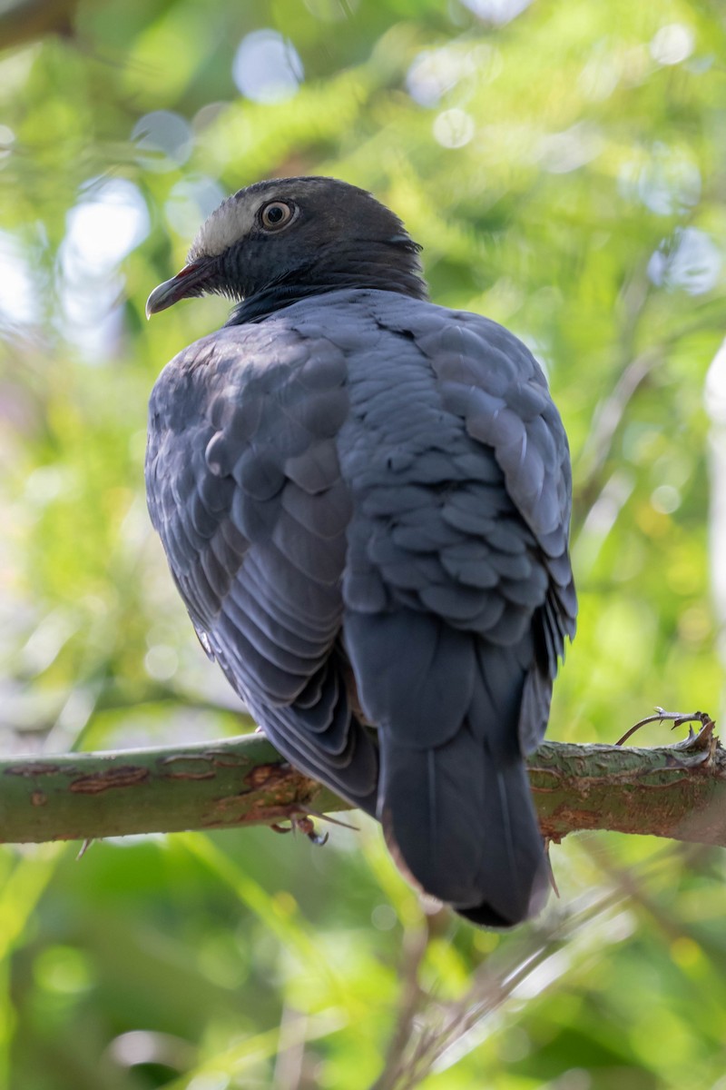 Pigeon à couronne blanche - ML119051561