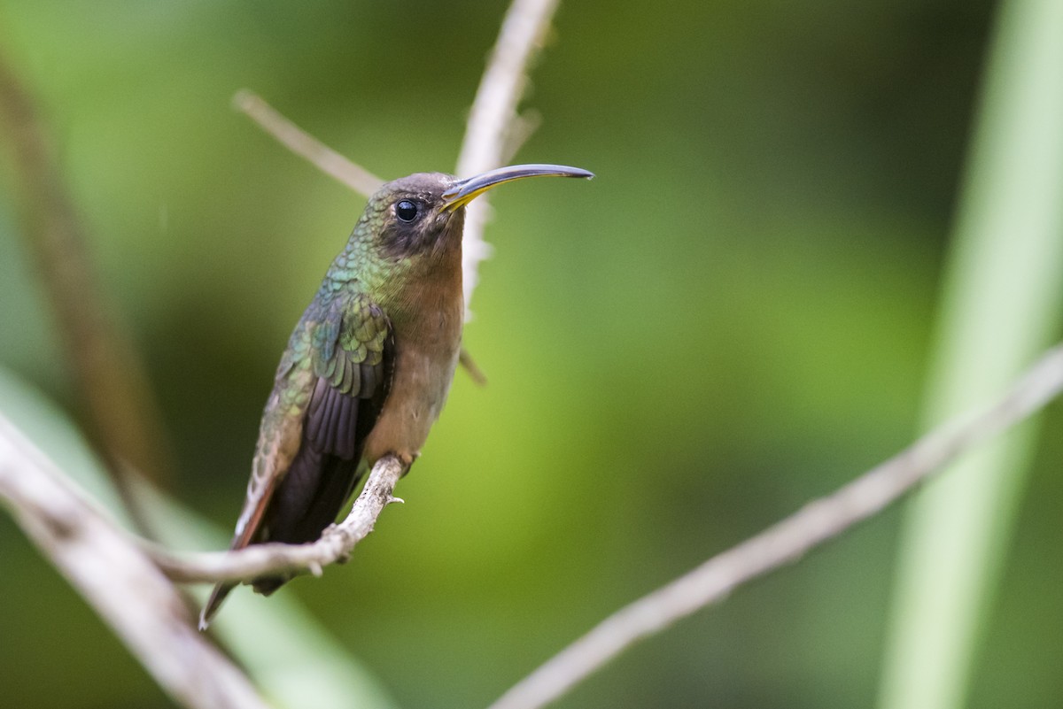 Rufous-breasted Hermit - ML119053281