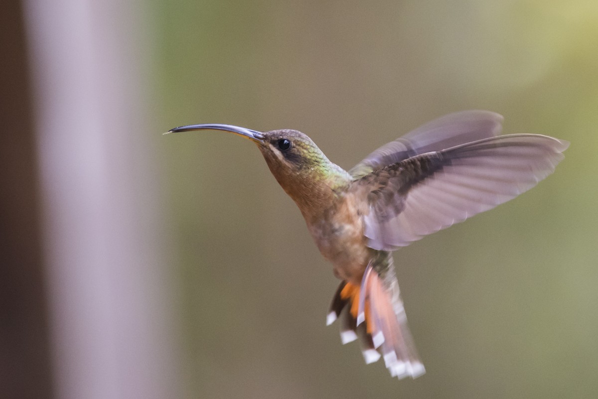 Rufous-breasted Hermit - ML119053291