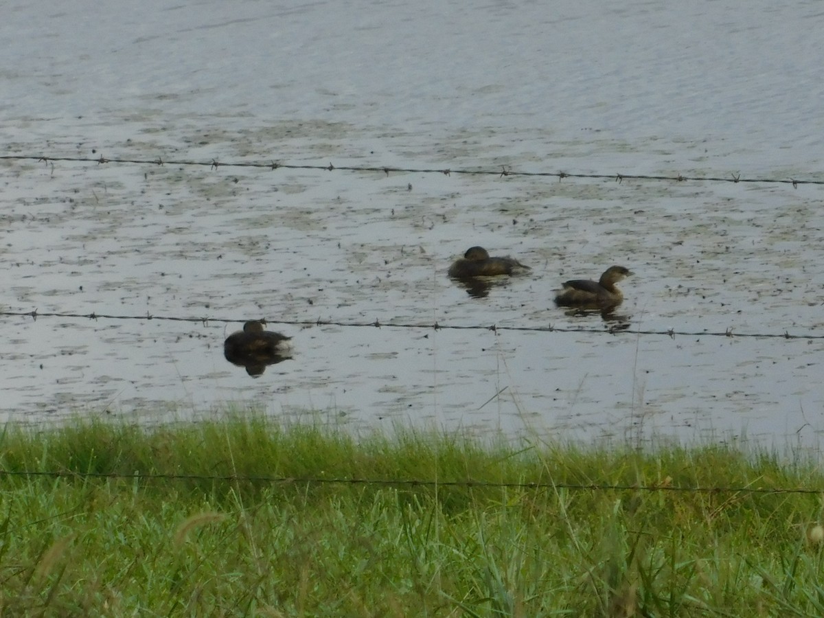 Pied-billed Grebe - ML119053481