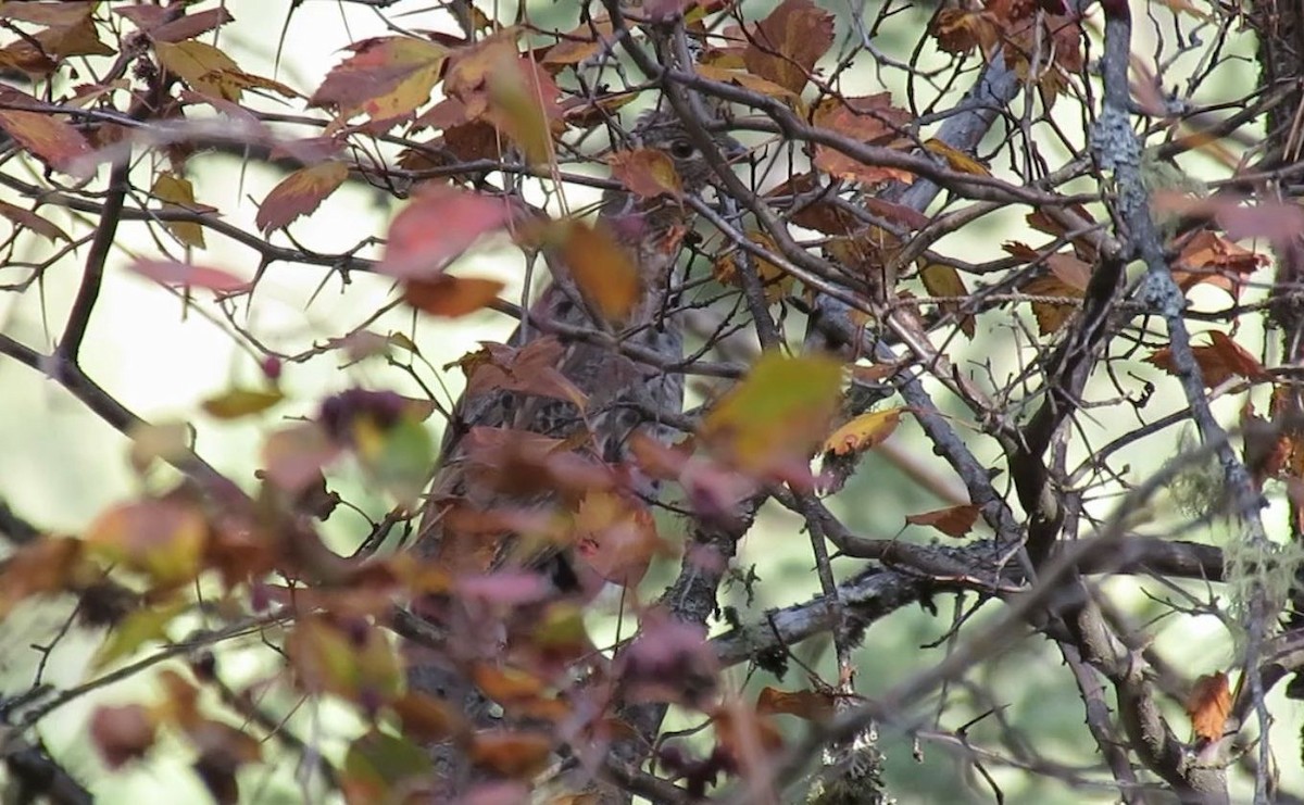 Ruffed Grouse - shawn richmond