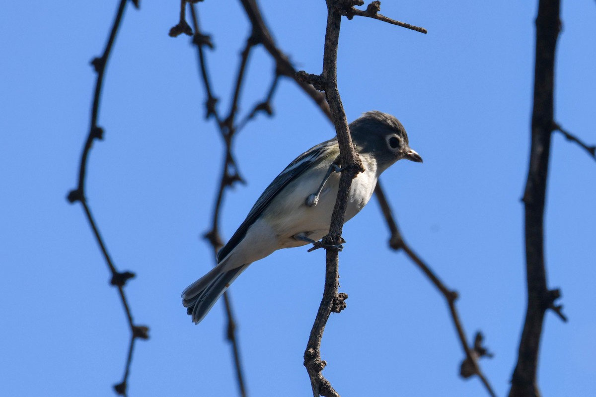 Cassin's Vireo - ML119055391