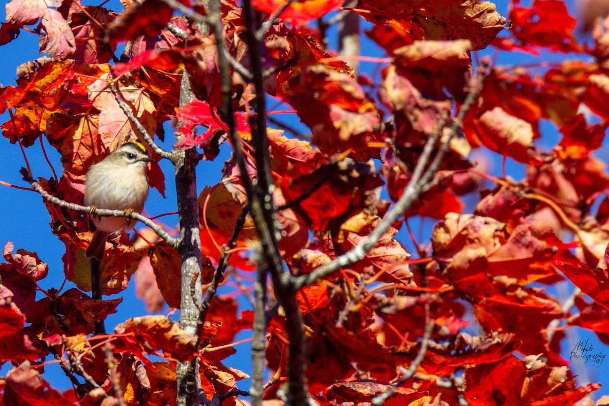 Golden-crowned Kinglet - ML119056401