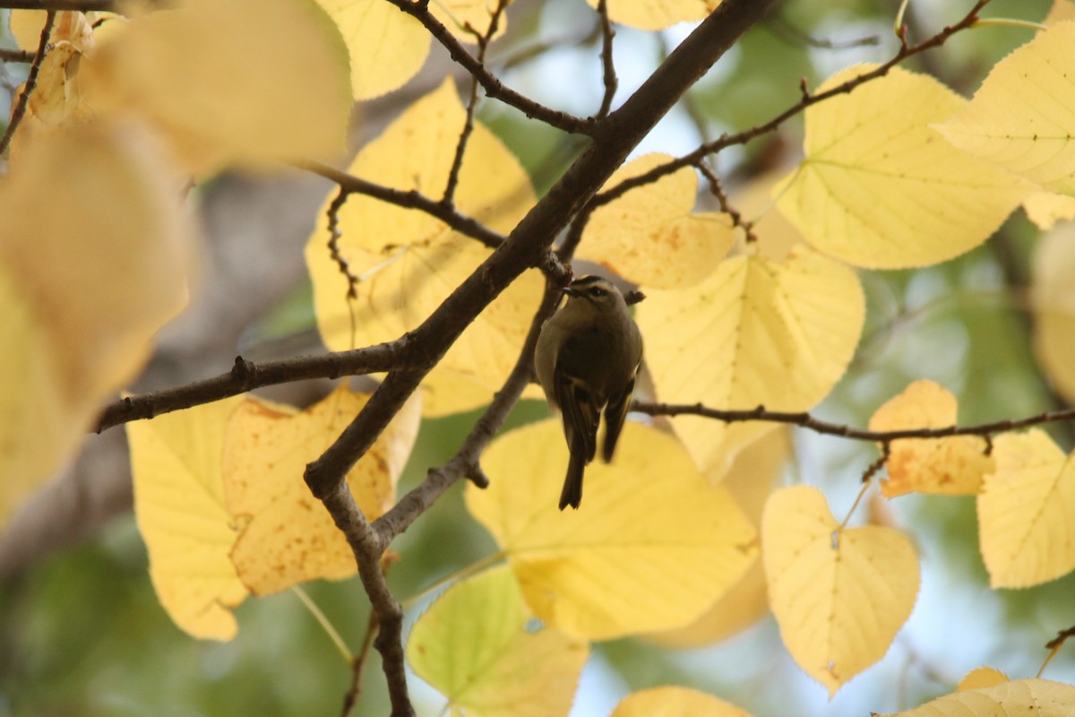 Golden-crowned Kinglet - Mark Benson