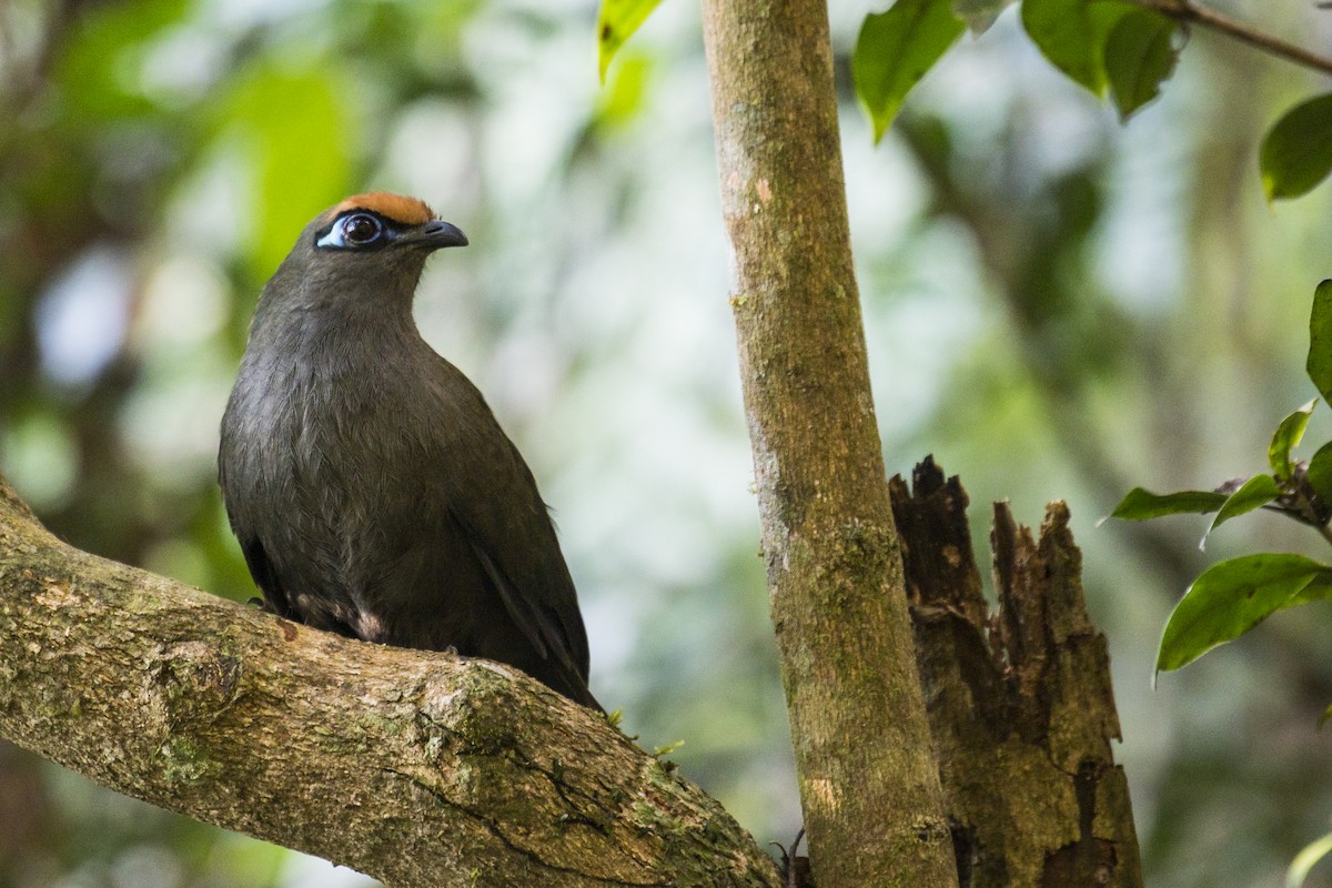 Red-fronted Coua - Simon Lane
