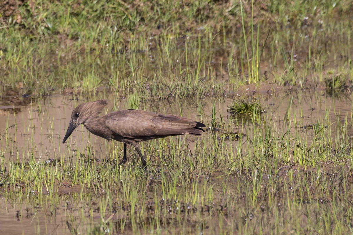 Hamerkop - Simon Lane