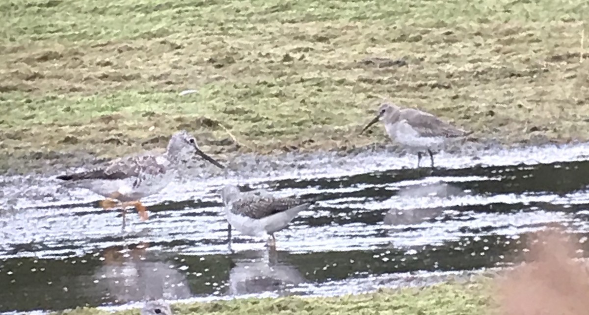 Dunlin - ML119060231