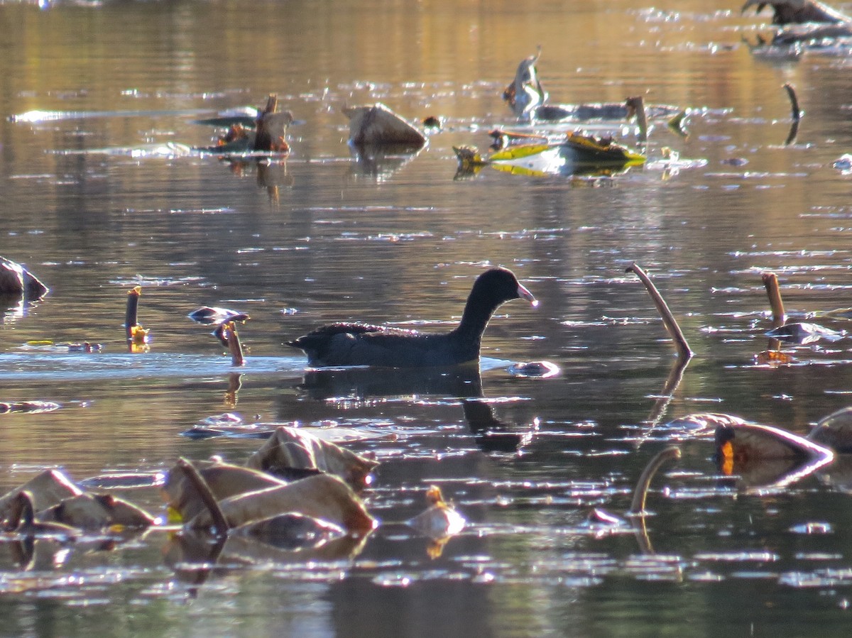 Indianerblässhuhn - ML119060771