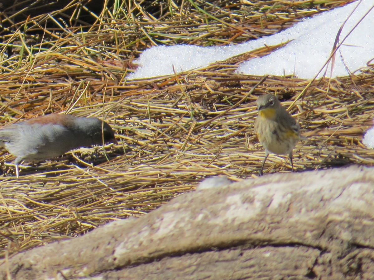 Kronenwaldsänger (Audubonwaldsänger) - ML119060951