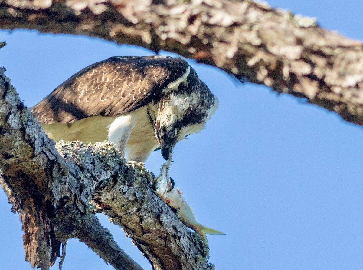 Águila Pescadora - ML119061161