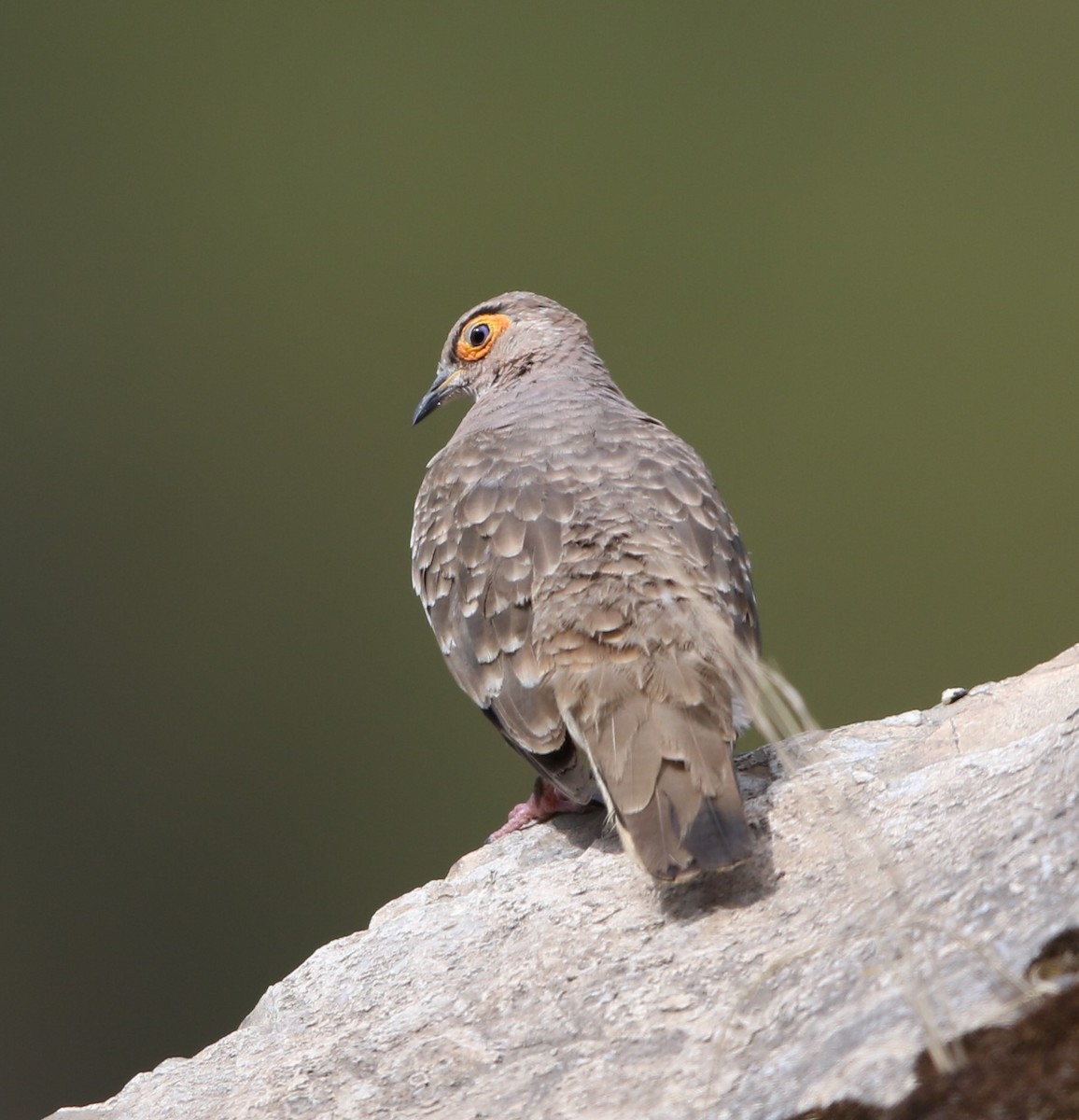 Bare-faced Ground Dove - Jeff Tingle