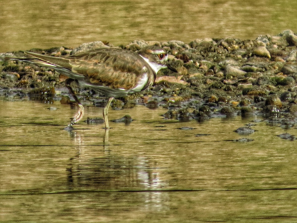 Killdeer - ML119061571