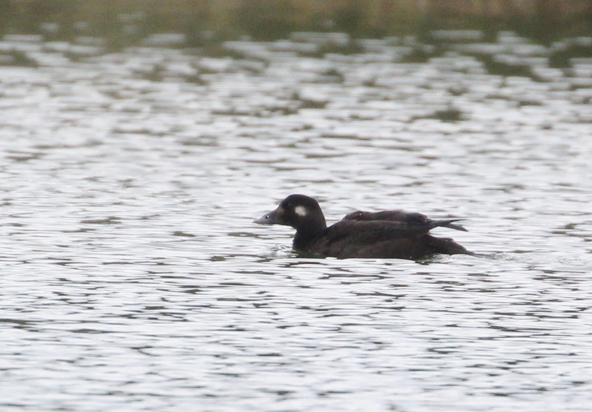 White-winged Scoter - Hélène Crête