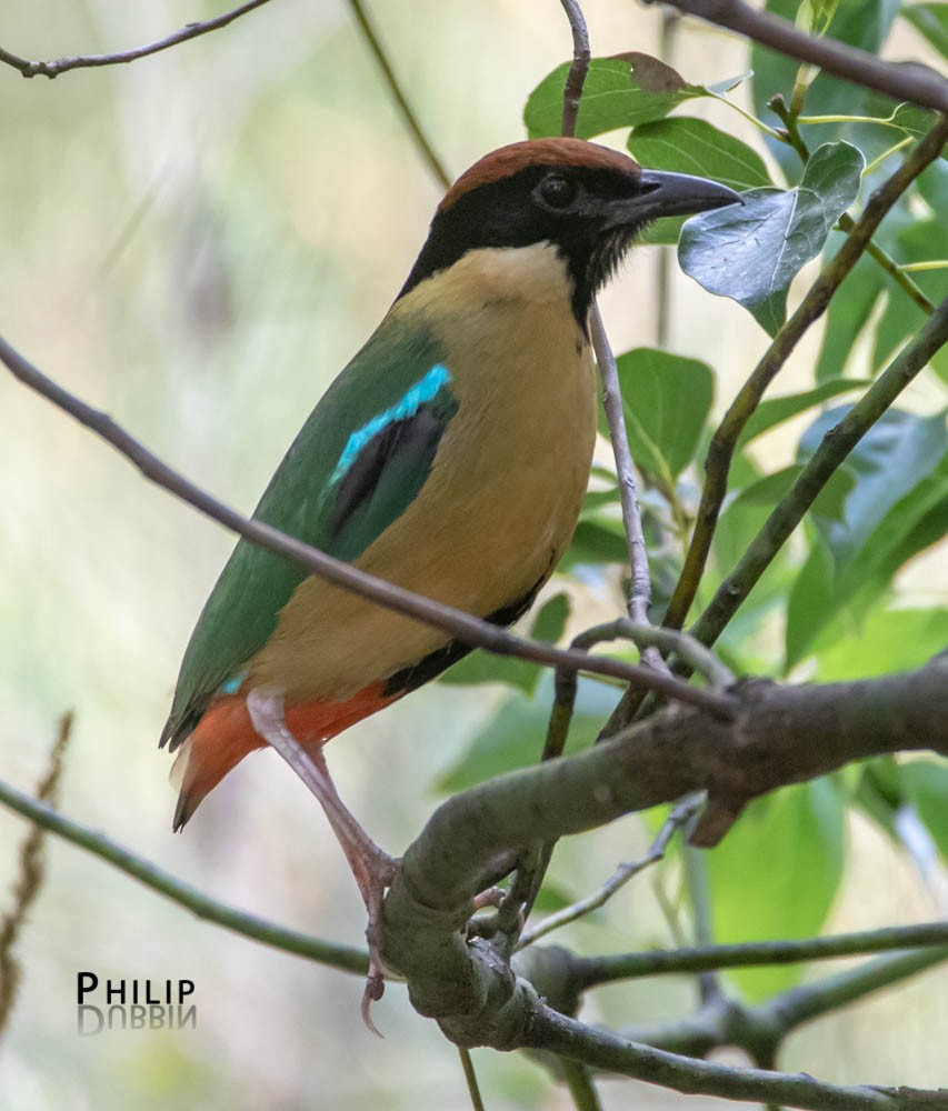 Noisy Pitta - ML119064801