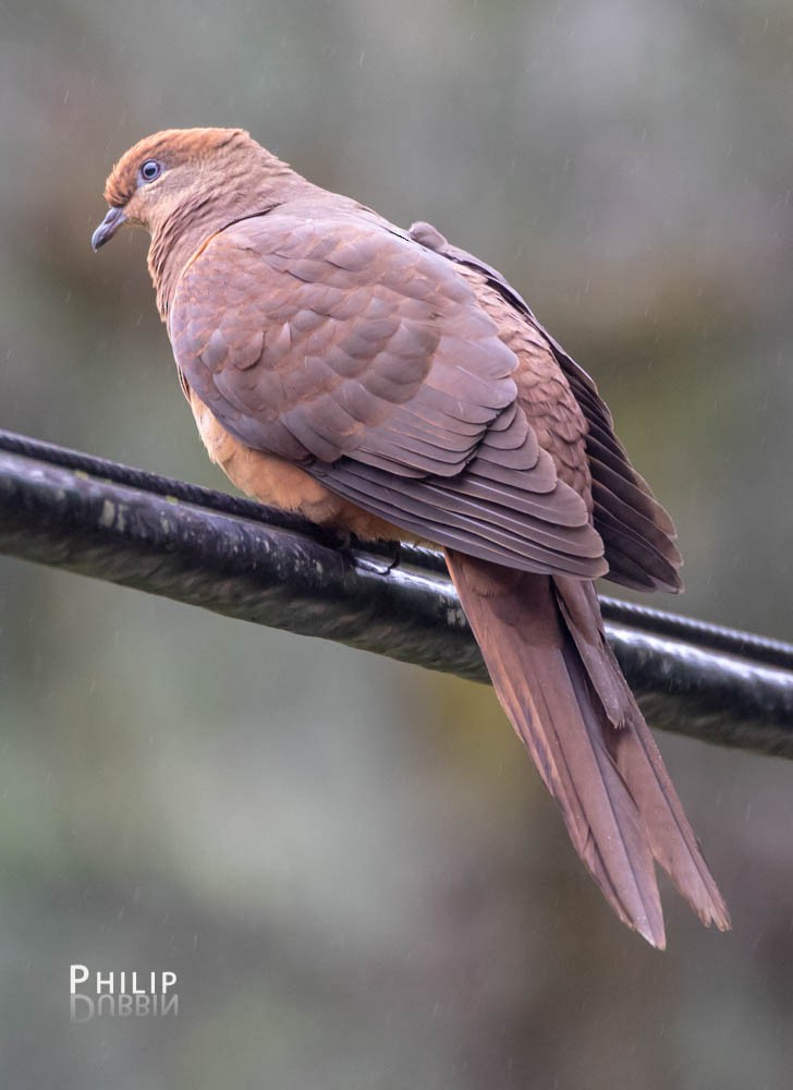 Brown Cuckoo-Dove - ML119065871