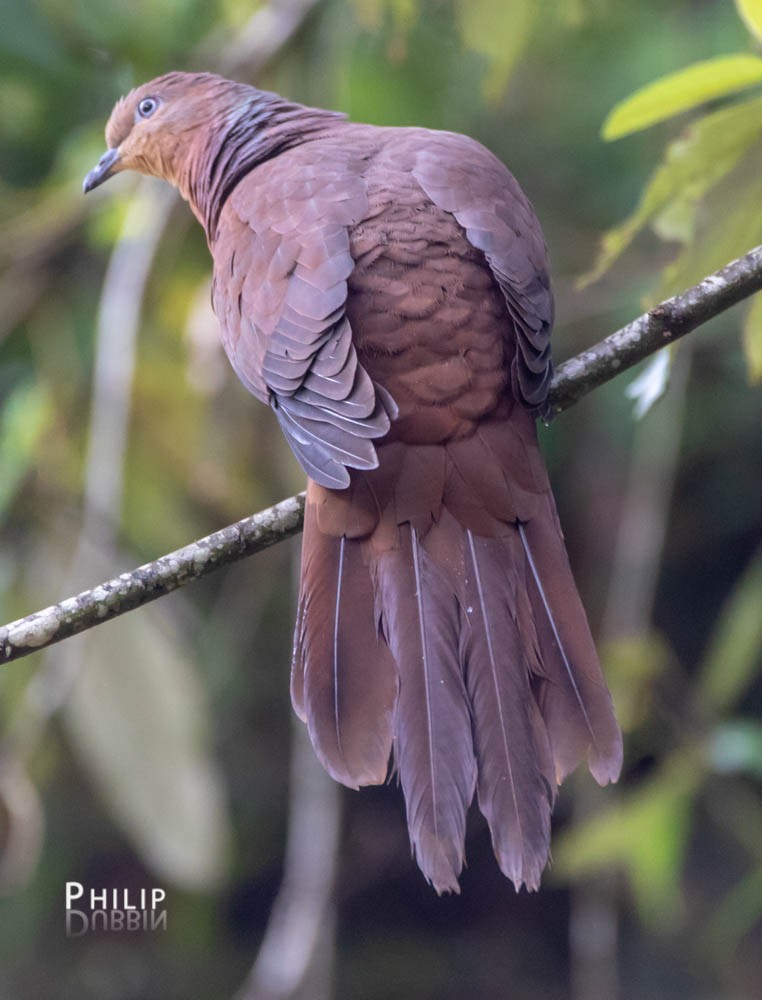 Brown Cuckoo-Dove - ML119065881