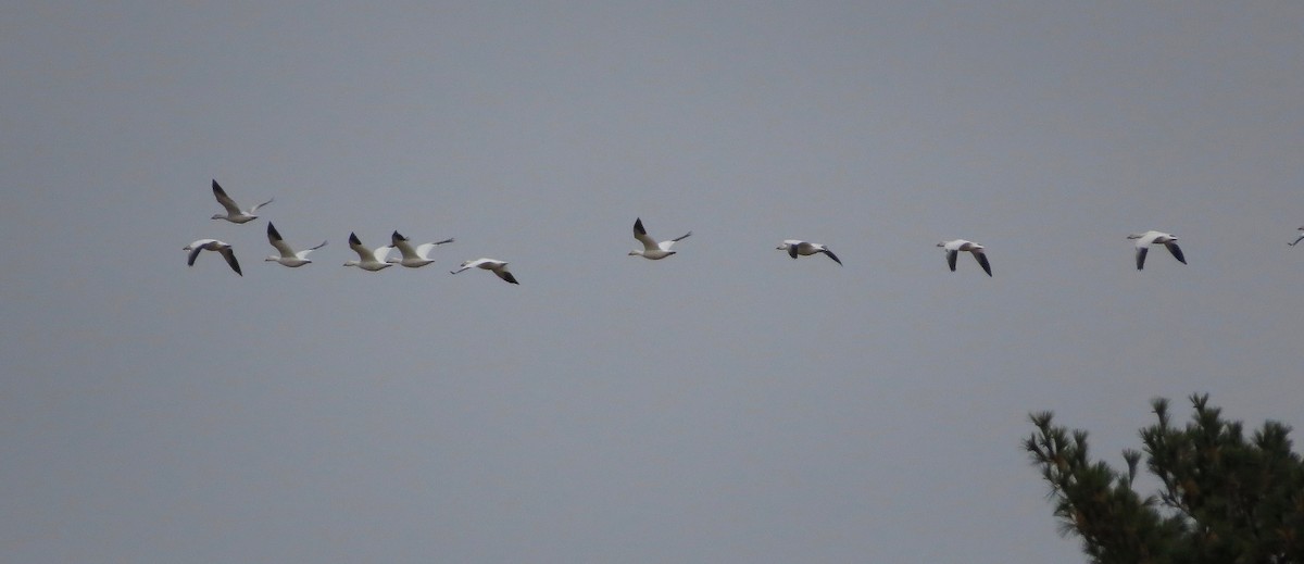 Snow Goose - ML119069281