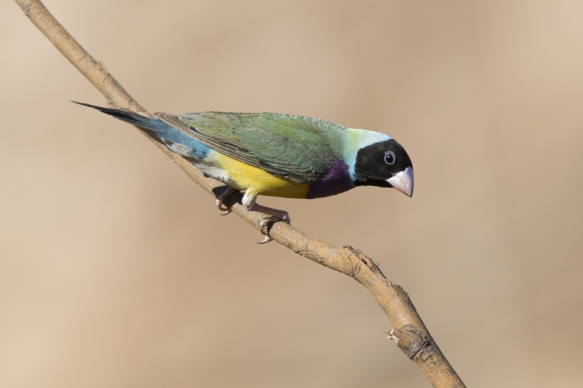 Gouldian Finch - ML119069361