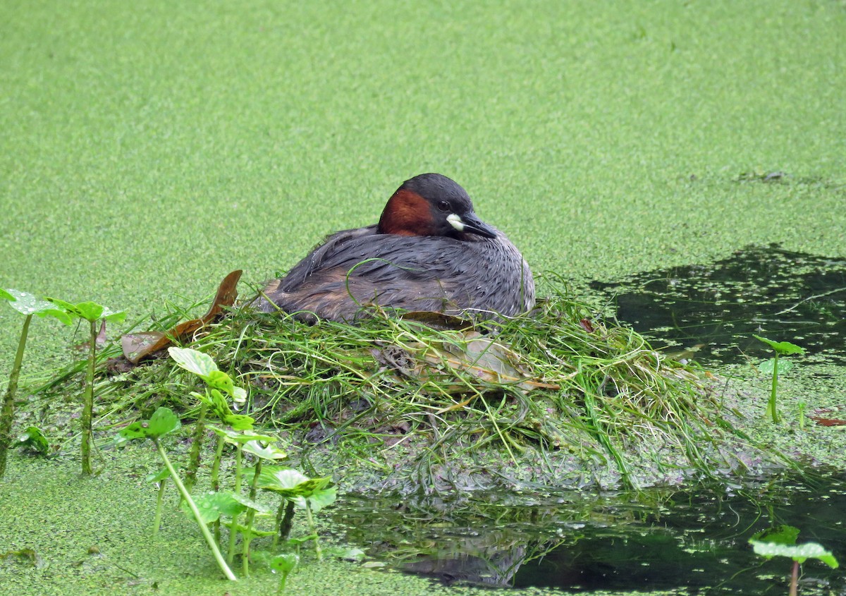 Little Grebe - Celeste Morien