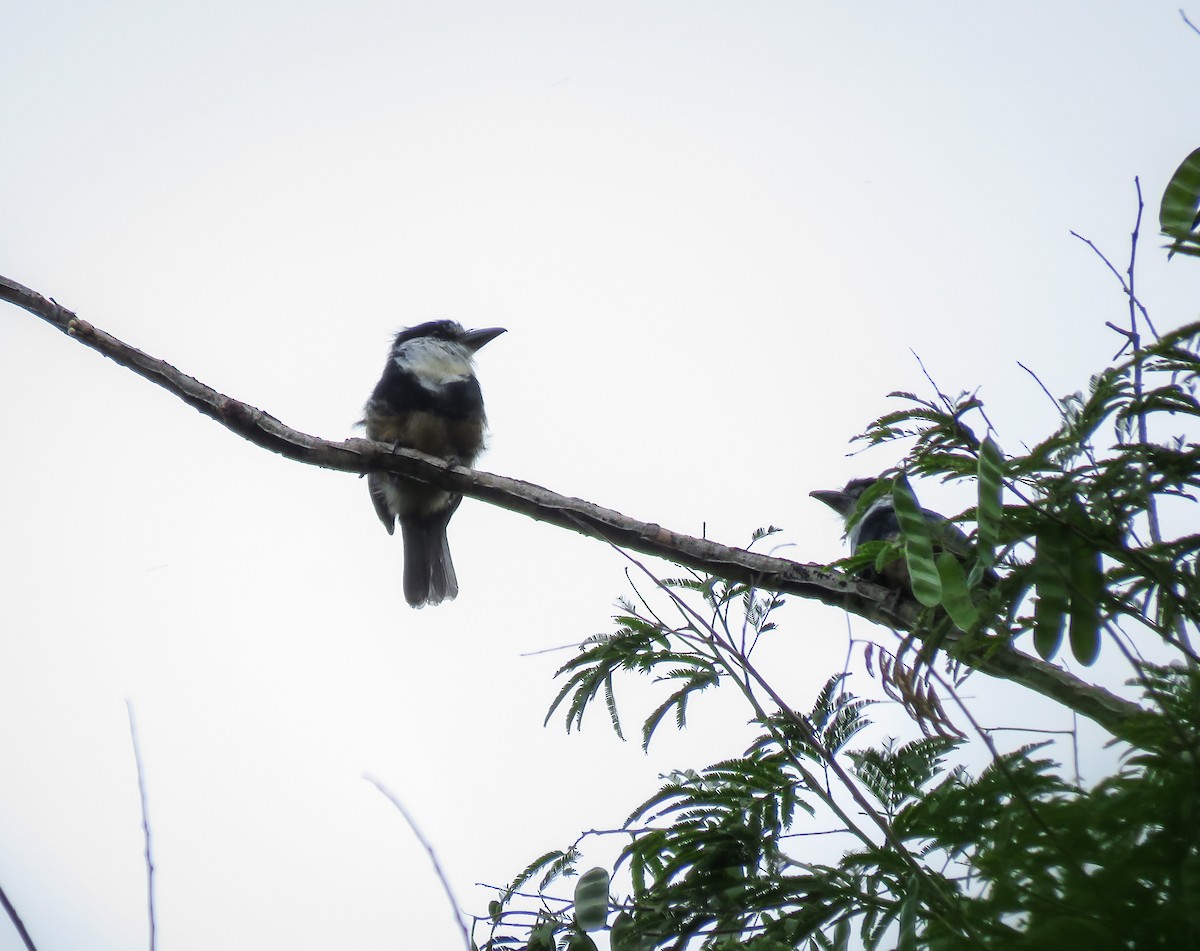 Buff-bellied Puffbird - ML119072431