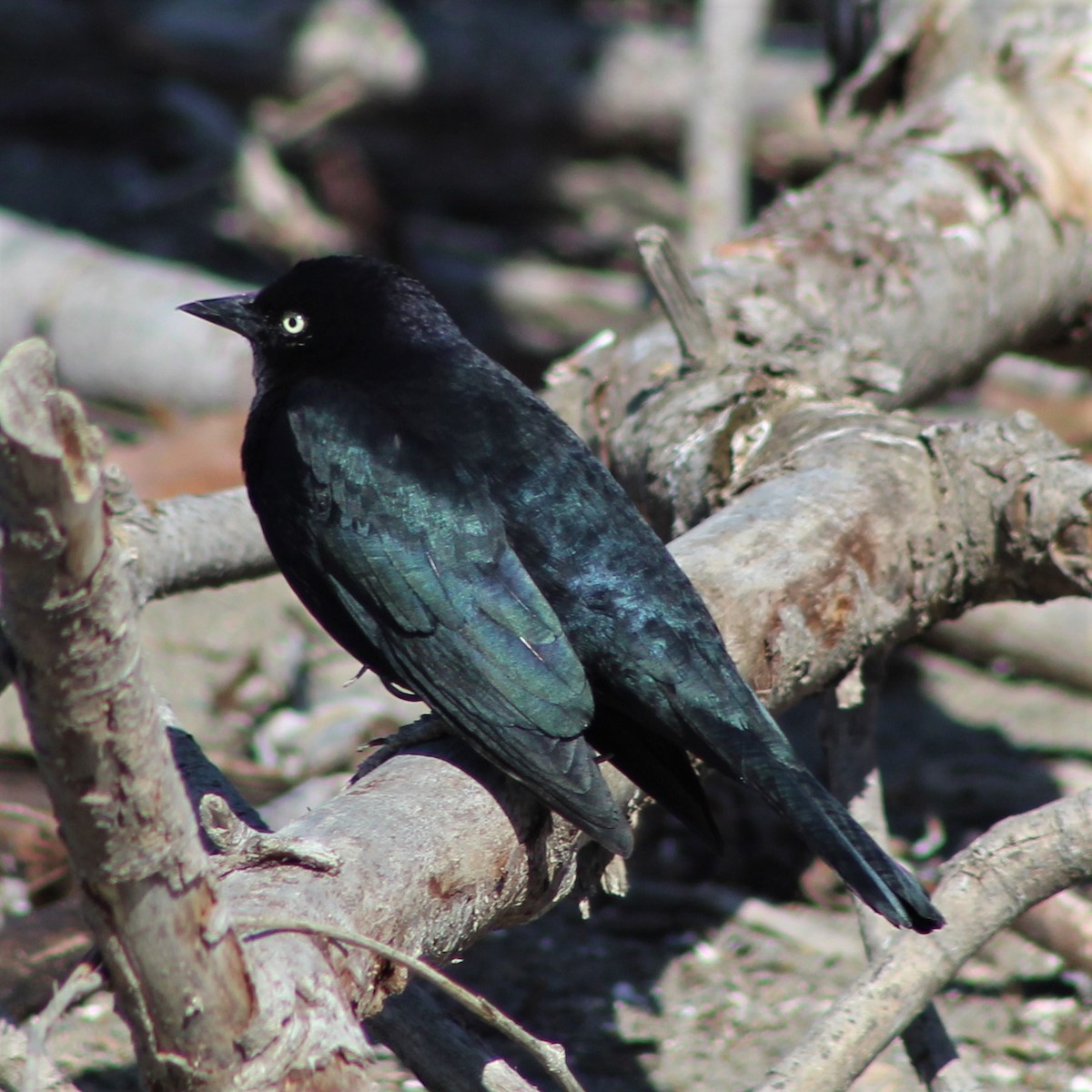 Brewer's Blackbird - ML119072801