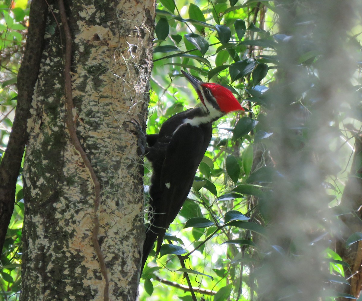 Pileated Woodpecker - la h