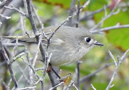 Ruby-crowned Kinglet - ML119073631