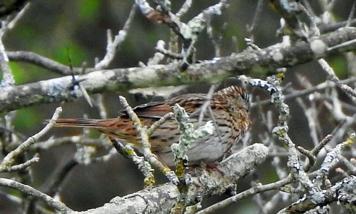 Lincoln's Sparrow - ML119074061