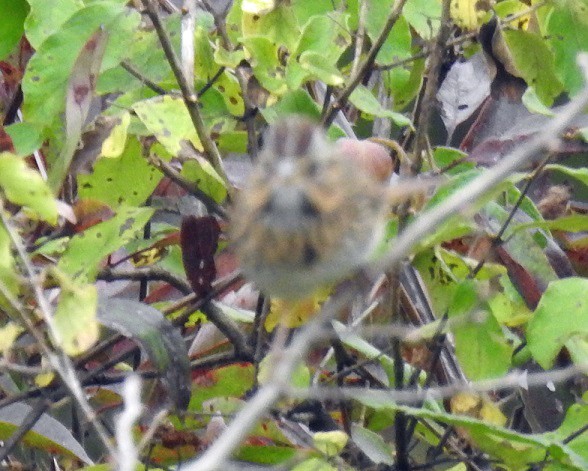 Lincoln's Sparrow - ML119074111