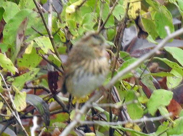 Lincoln's Sparrow - ML119074131