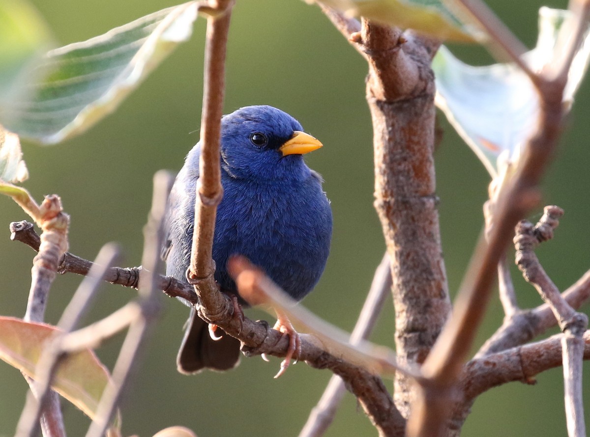 Blue Finch - ML119074351