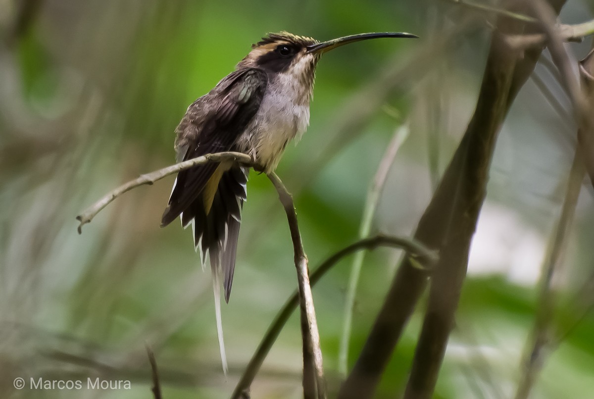 Scale-throated Hermit - Marcos Moura