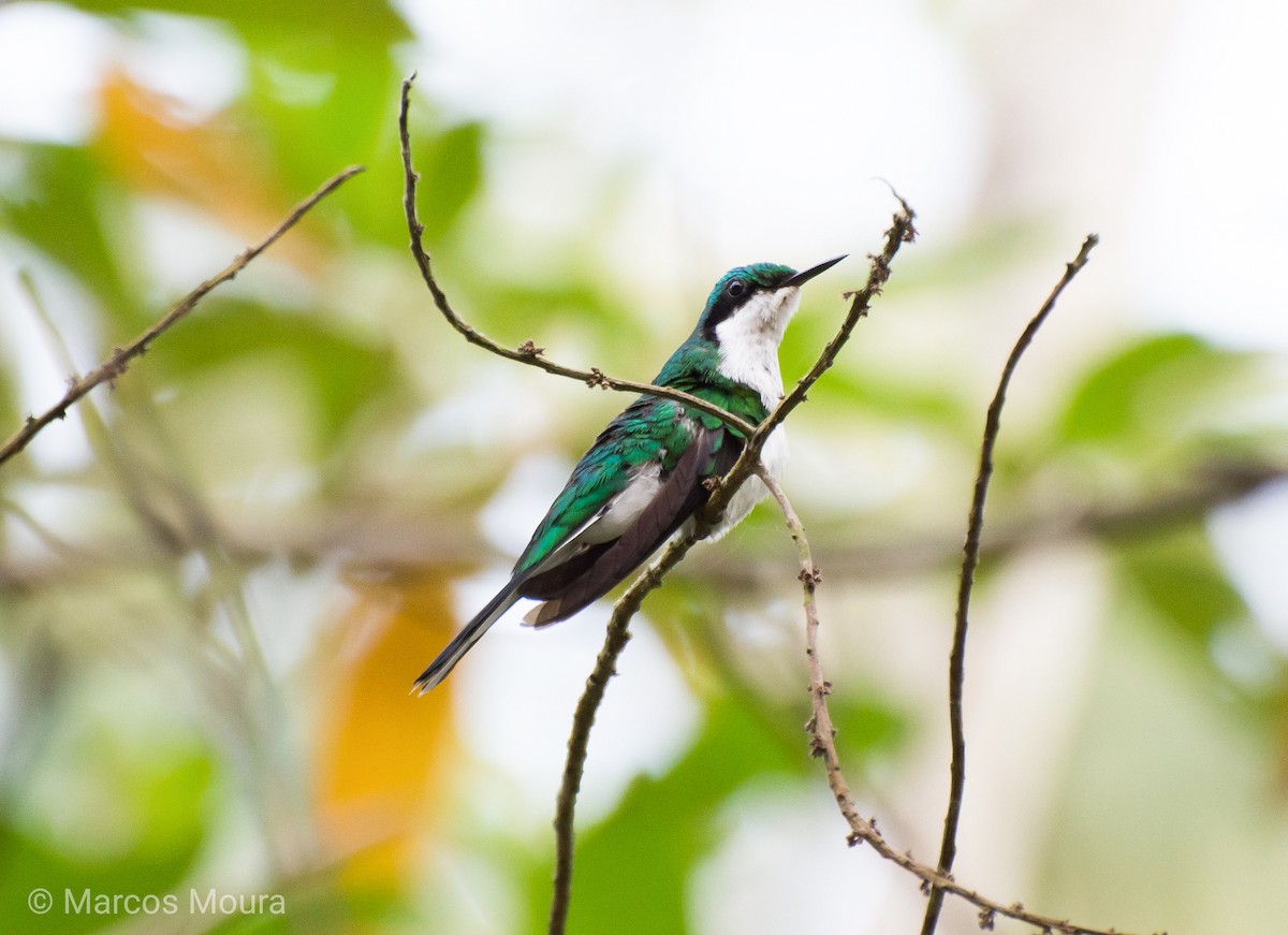 Black-eared Fairy - Marcos Moura