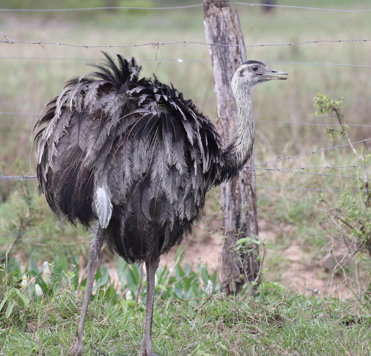 Greater Rhea - Matthew Grube